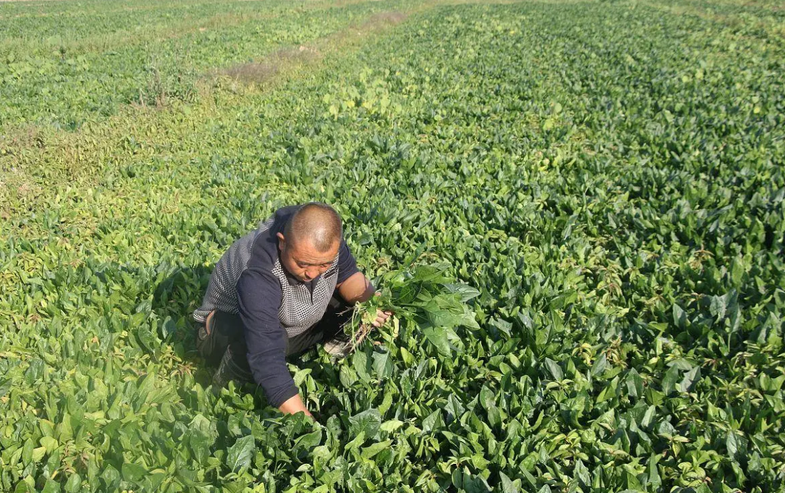 发菜怎么吃(发菜怎么泡发和吃法) - 风集网