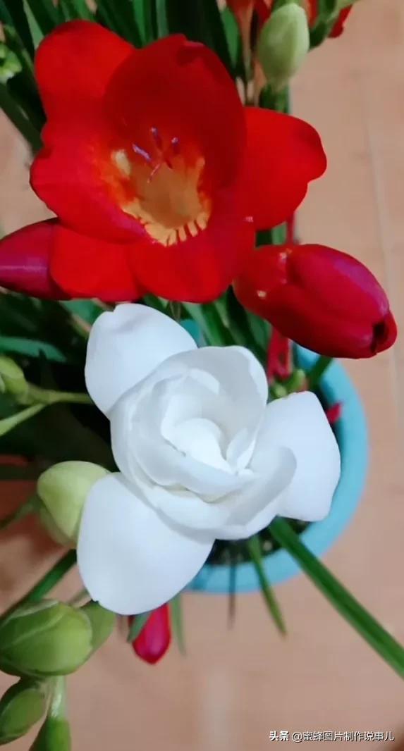 各种花卉植物，养在家里什么地方合适