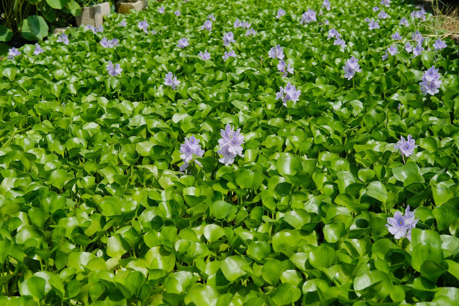 水葫芦的危害 水浮莲与水葫芦的区别-百科叔叔