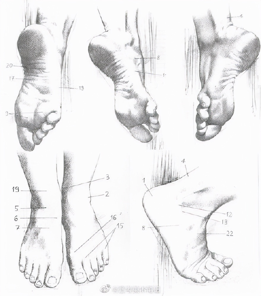 足是什么结构（身和足是什么结构）-第3张图片-昕阳网