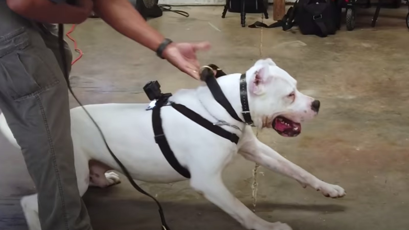 杜高犬价格比特犬vs杜高犬