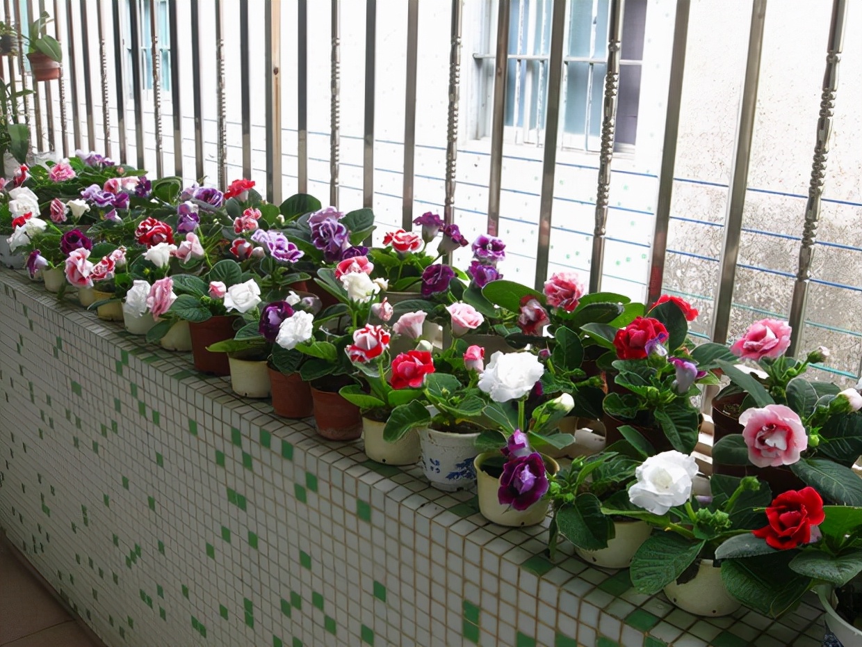 家里光照不足，建议养这10种“耐阴花”，有点散光就能长得很美