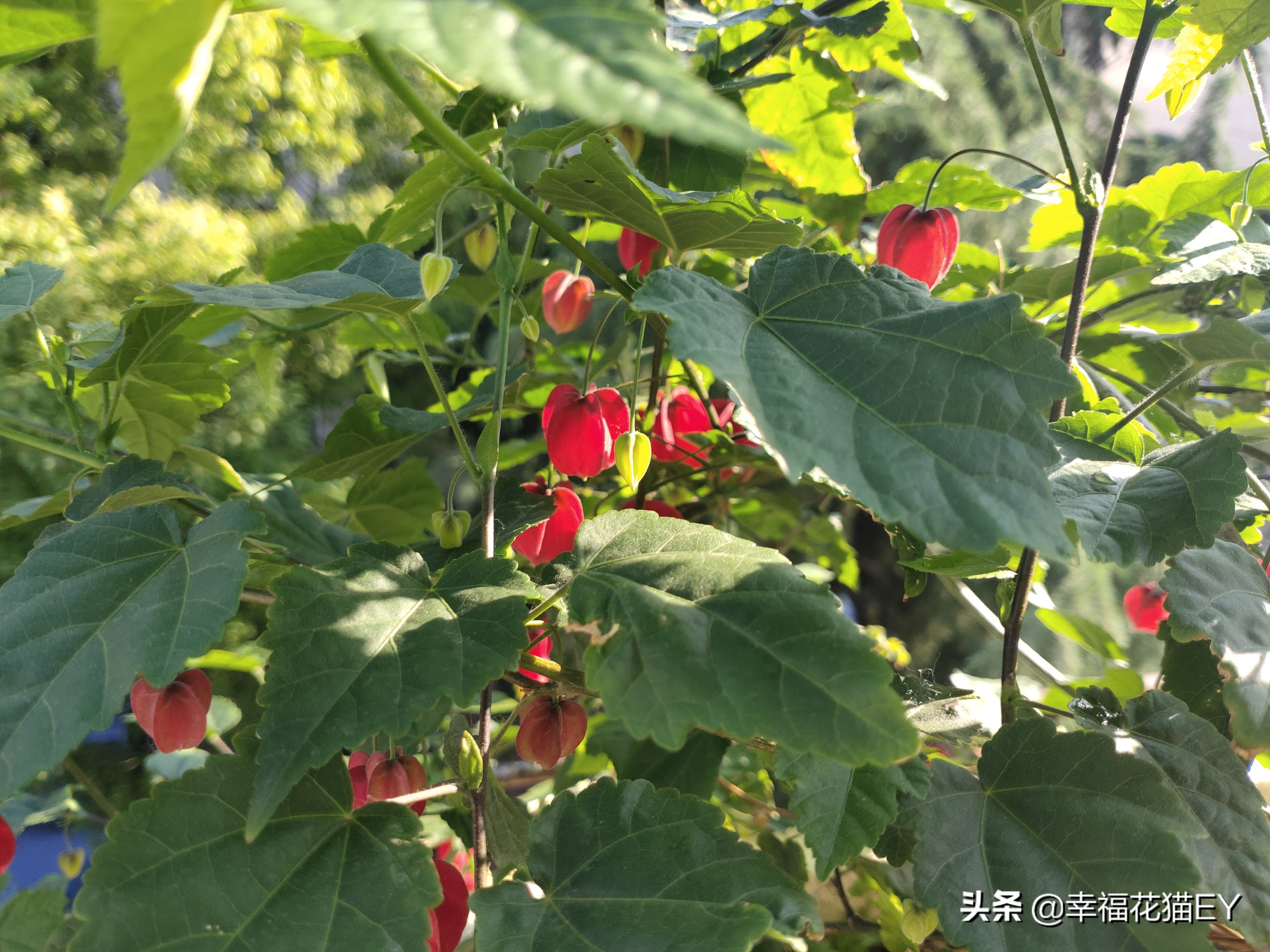 紅萼苘麻 傳說中的燈籠花 天天看點