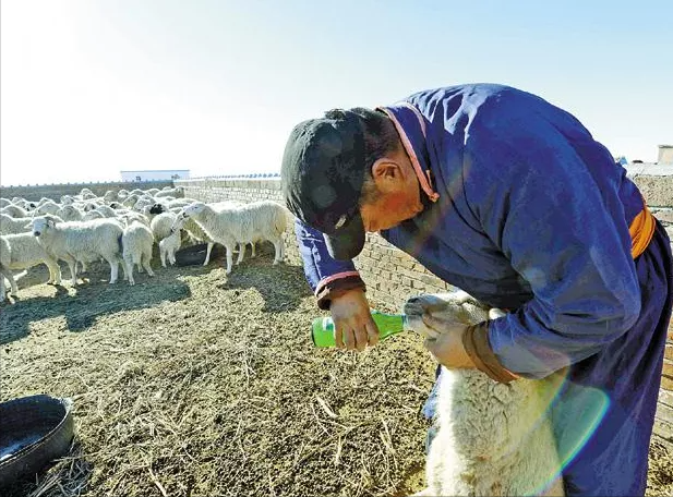 羊育肥，出现了腹胀气，80%的老手养殖户这样处理