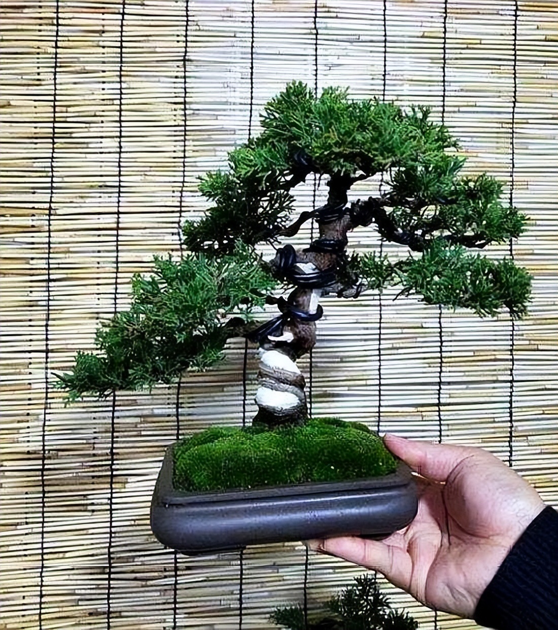 附石盆景制作要点