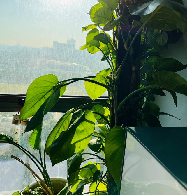 除甲醛排名前十植物（盘点3种被称作甲醛克星的常见绿植）