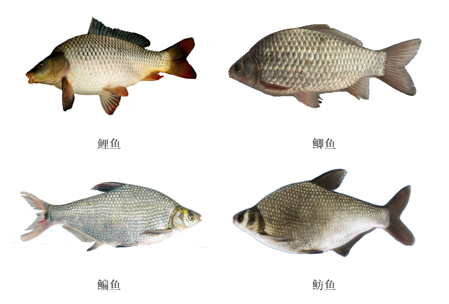 大宗淡水魚——不僅只有青草鰱鳙，還有名特優(yōu)