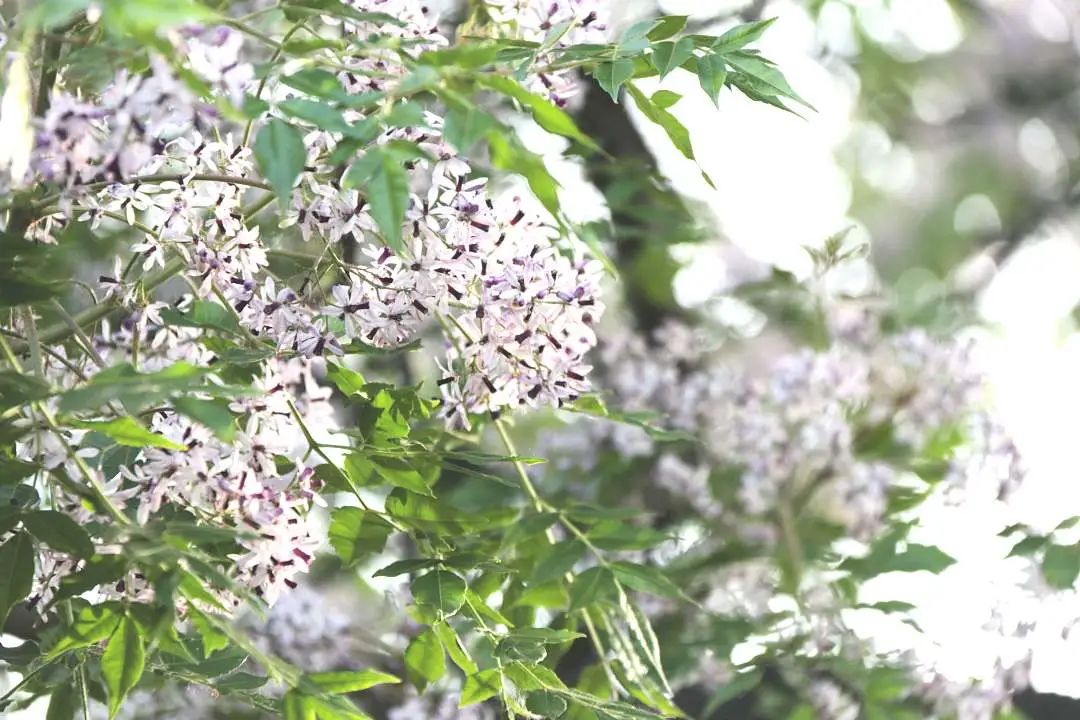 世界上最毒的植物(这14种植物挺常见，看似无害，误食却很可怕)