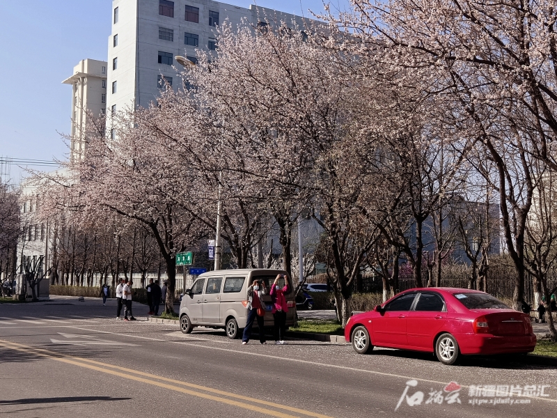 我家门前有条网红路：一路杏花开，满屋花香飘