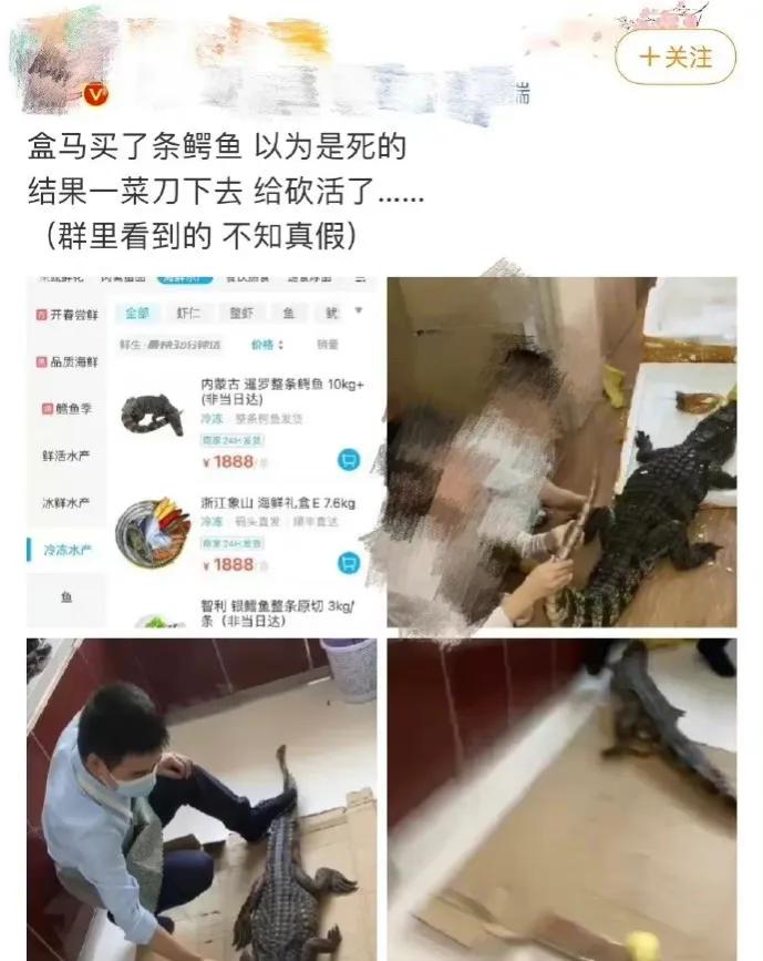 盒马鲜生回应售卖活鳄鱼：鳄鱼都经过解剖，不会卖整条活体