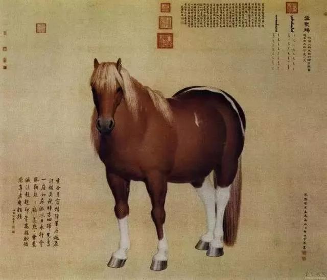 清代宫廷画家郎世宁的（清代宫廷画家郎世宁的什么图描绘了姿态各异之骏马白皮）-第51张图片-悠嘻资讯网