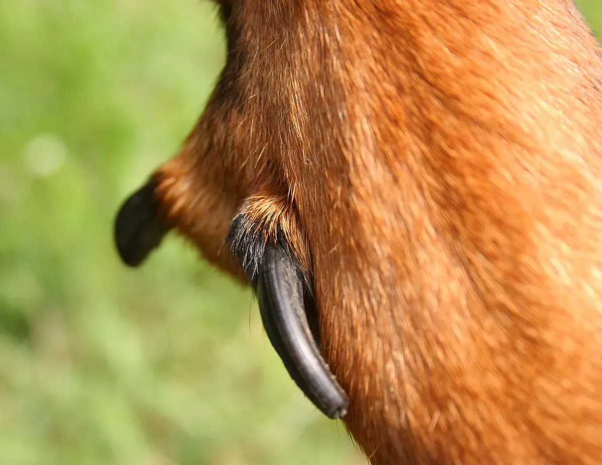 这些关于狗爪子的事实你知道多少?