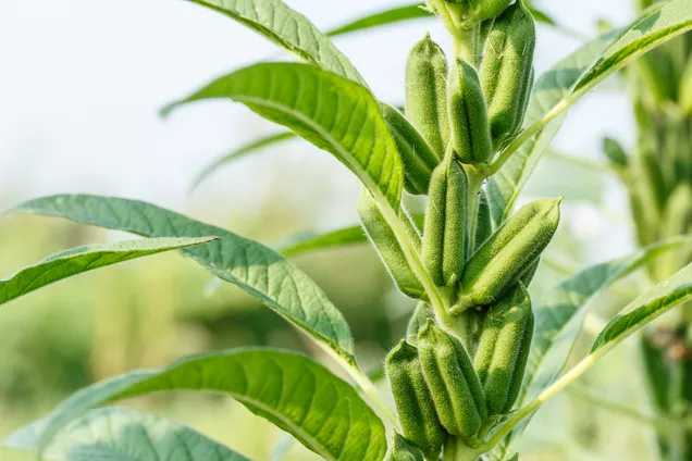 爆红的滋补神器黑芝麻，竟然还有这么多可塑性？