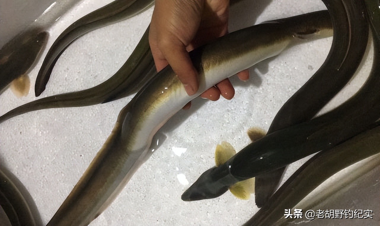 鳗鱼多少钱一斤今日价格(鳗鱼多少钱一斤今日价格)-皮皮自媒体