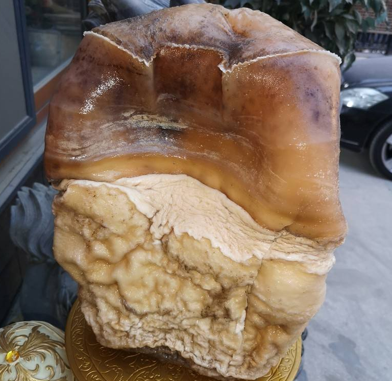 什么是太岁，不是植物不是动物的一坨“肉”，为什么能价值百万？
