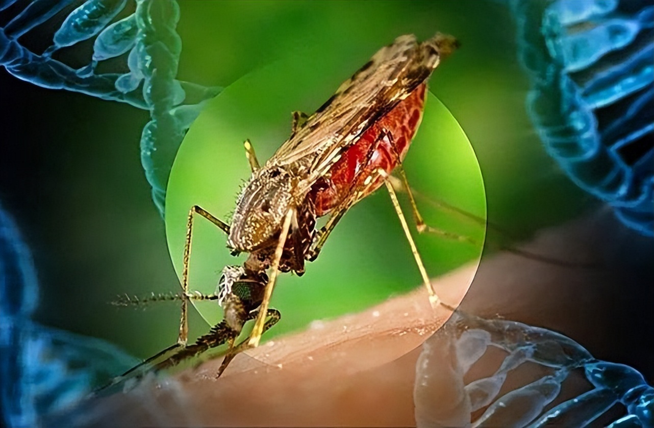蚊子在地球上有什么用？为何不灭绝？科学家：蚊子的作用可比人大
