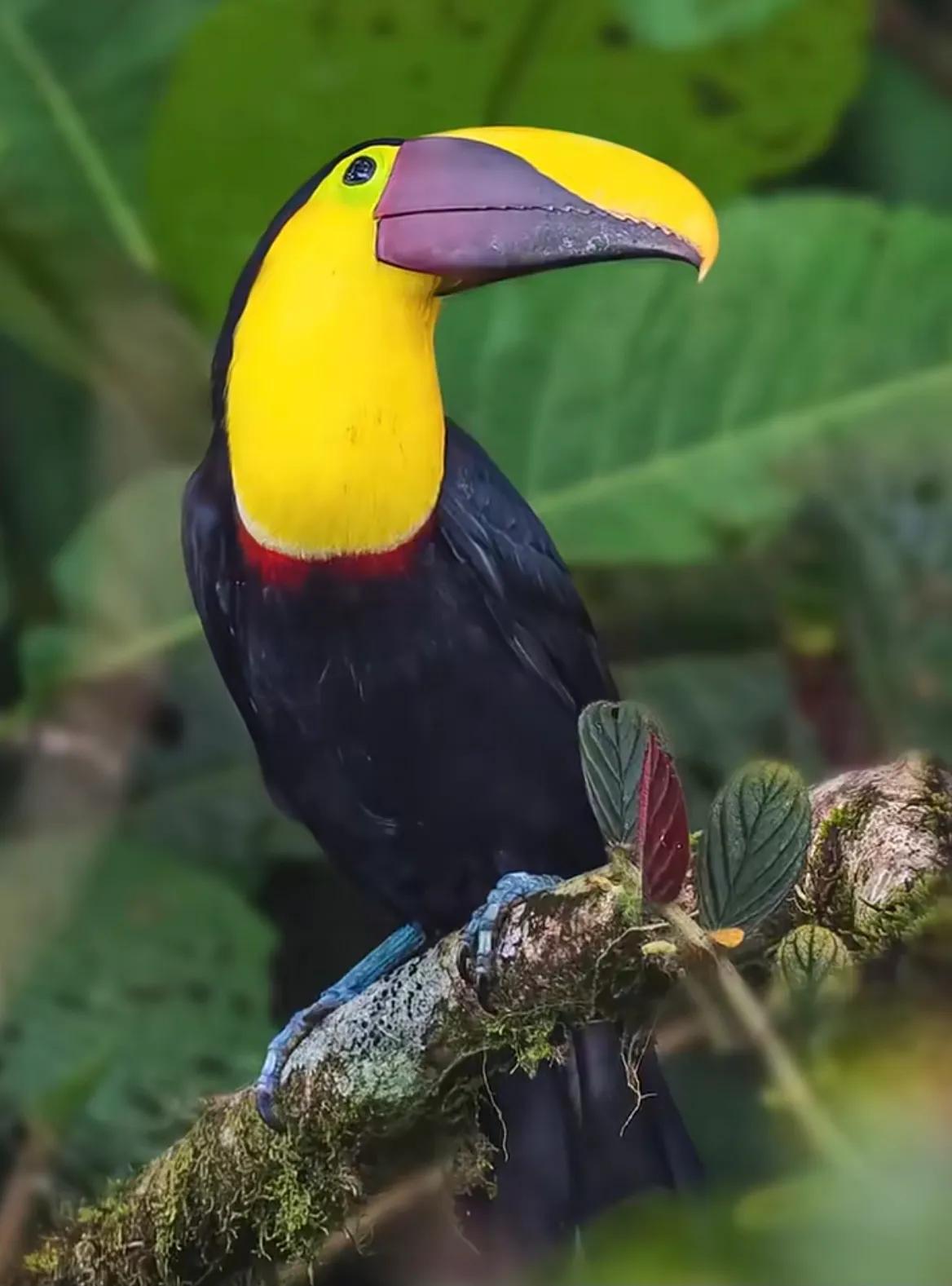 森林里都有什么鸟(森林里都有什么鸟可以给树治病) - 风集网