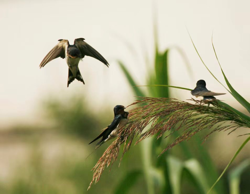 「原创」散文·春燕归来 衔泥筑巢