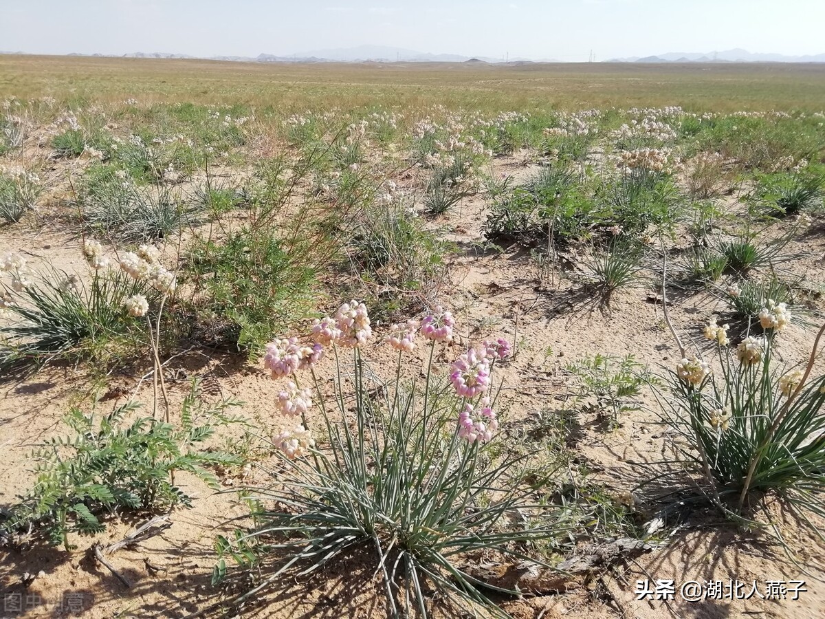 春天挖野菜，送你56种野菜大图片，带你见识不同的野菜和吃法