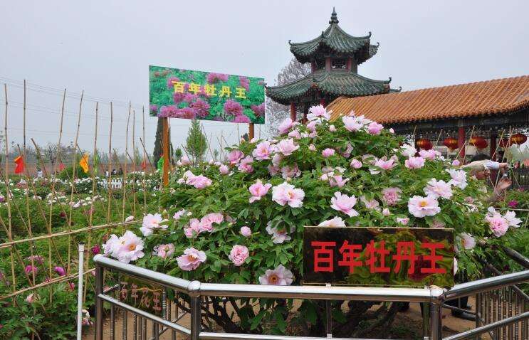 人养花三年，花养人一生！9种养人花，好吃又好看，还能吸收废气