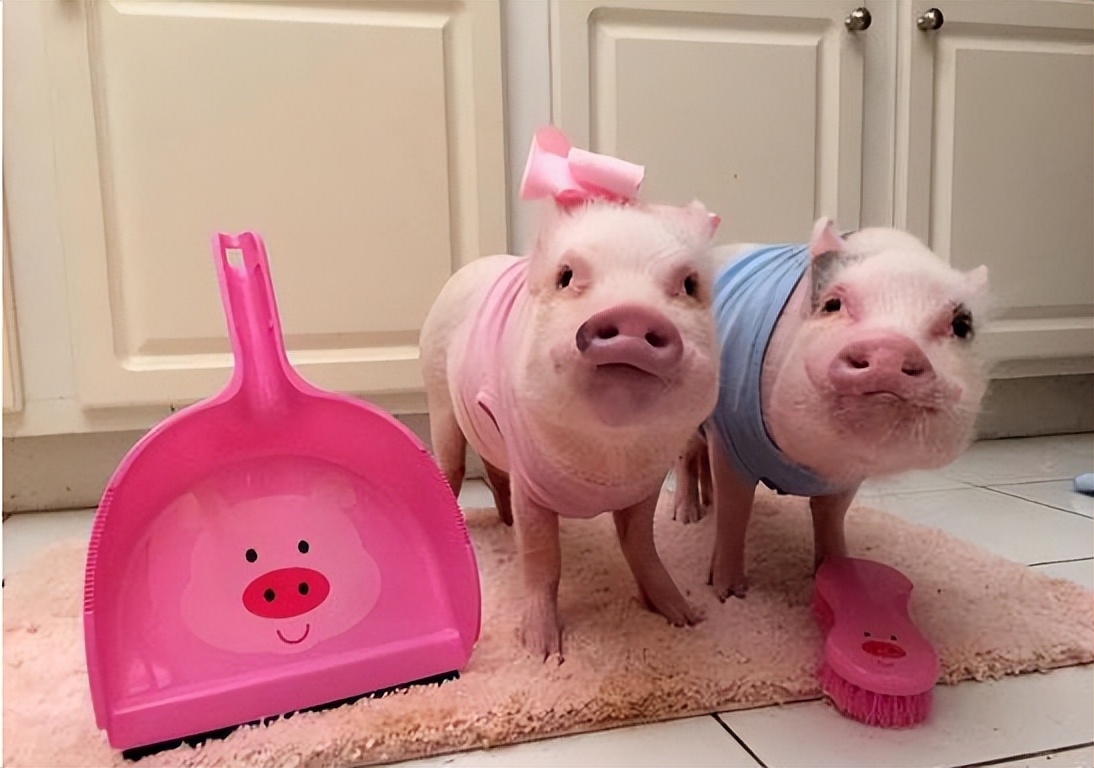 茶杯猪多少钱一只女子买宠物猪