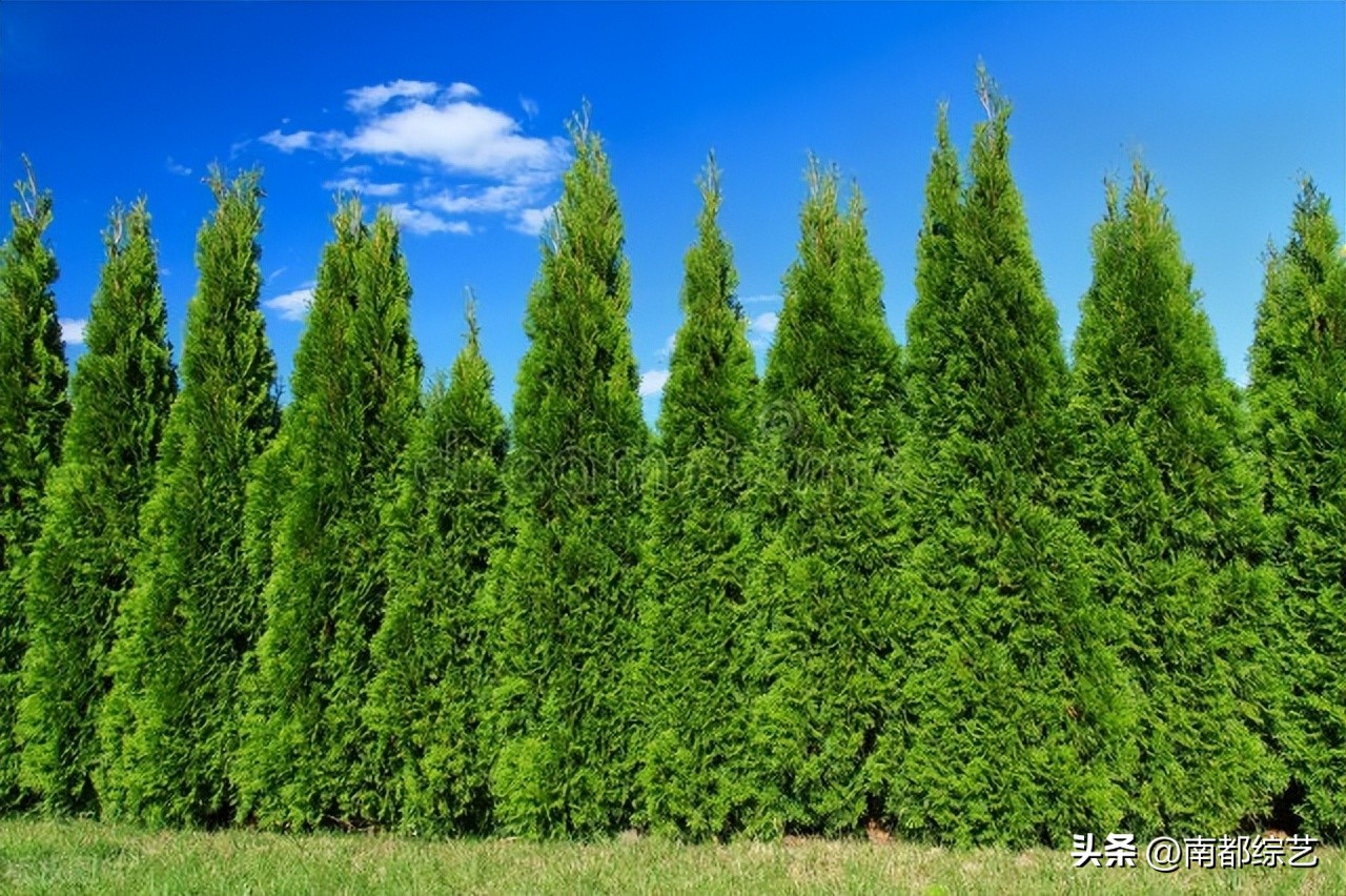 松柏的象征意义 松柏代表的寓意-百科叔叔