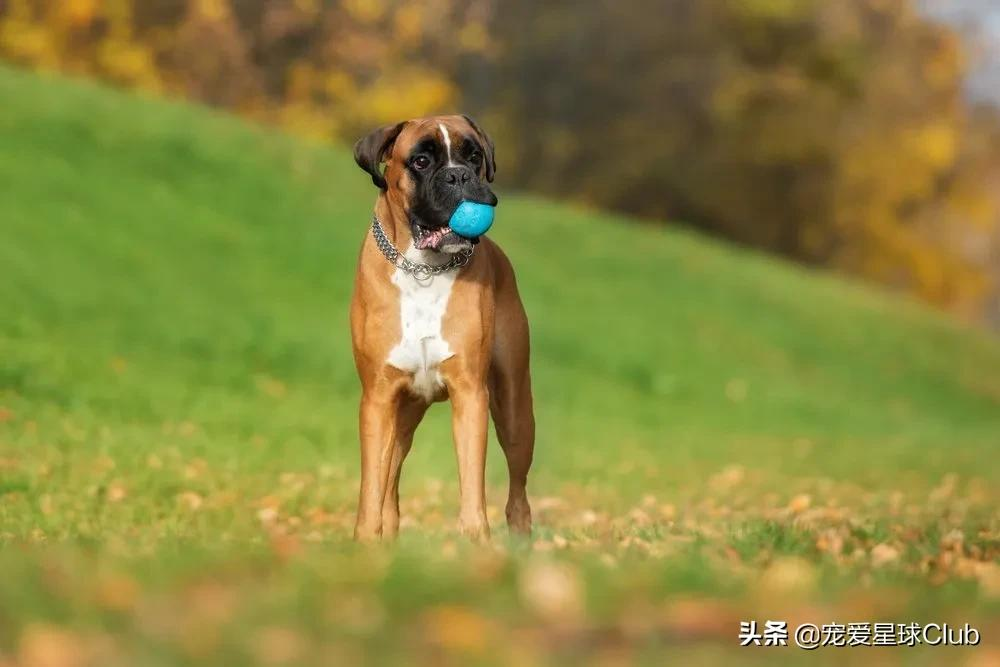 百科 | 德国拳师犬,喜欢撒娇的晚熟猛犬