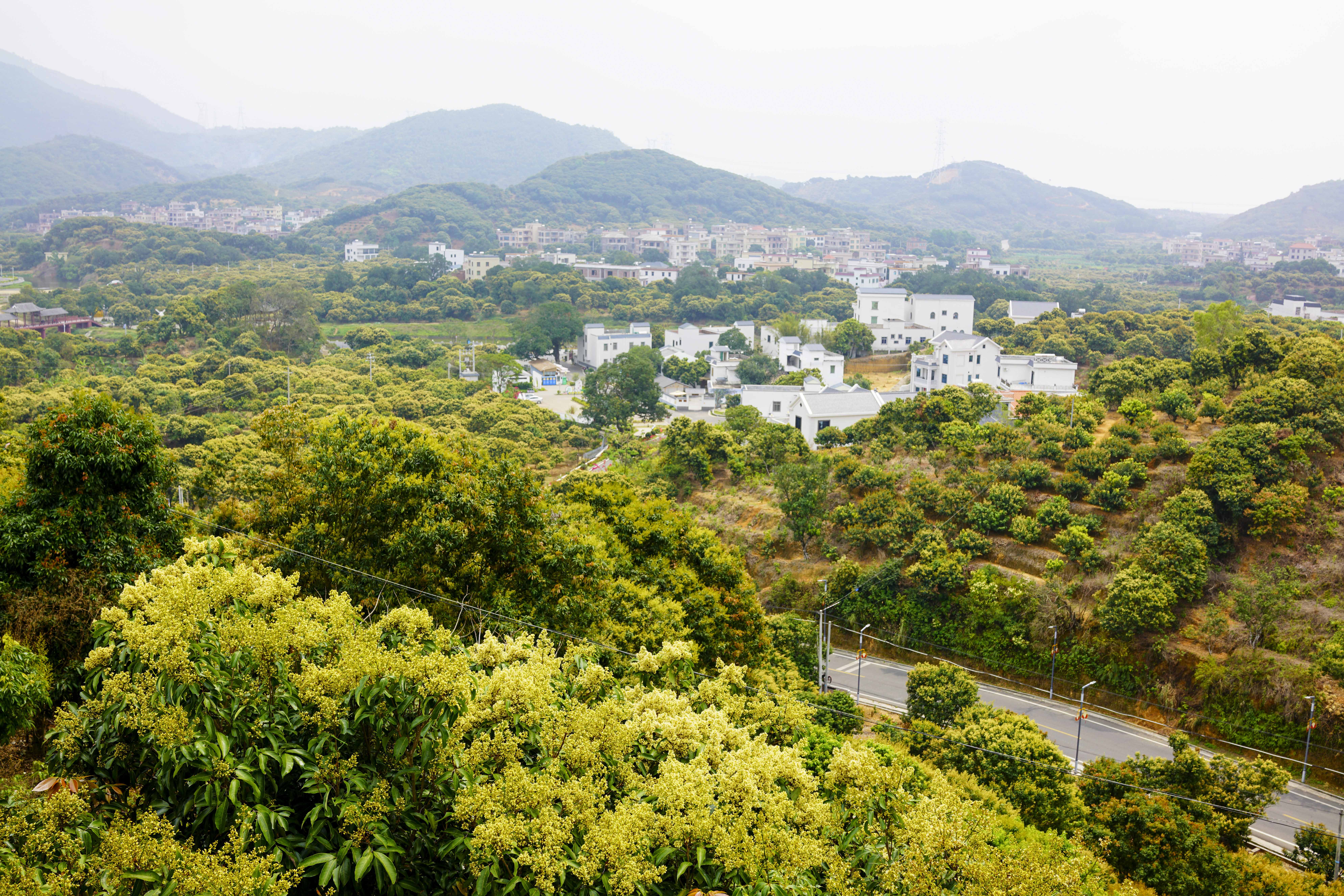 蜂花飞舞，茂名荔枝花开了