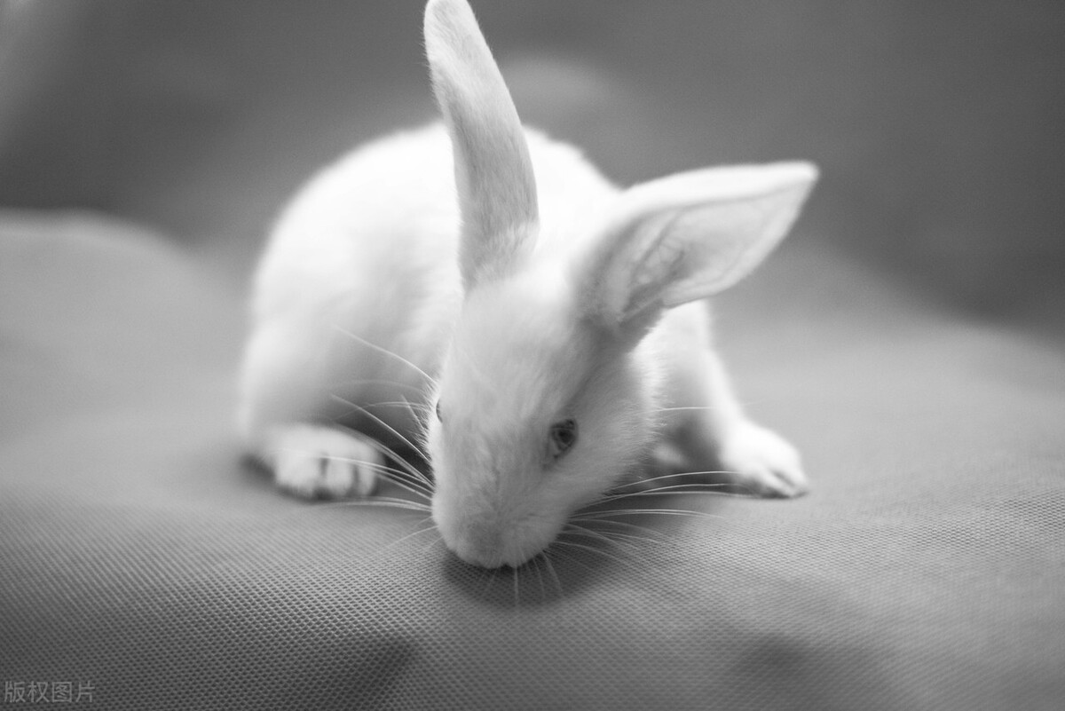 养兔须知：兔子化毛膏能治皮炎吗