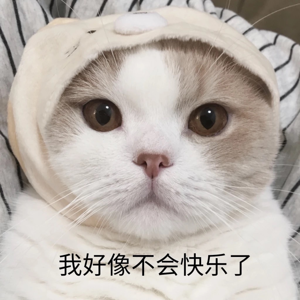 猫咪临终前，与主人“告别”的几个行为，别傻傻不知道