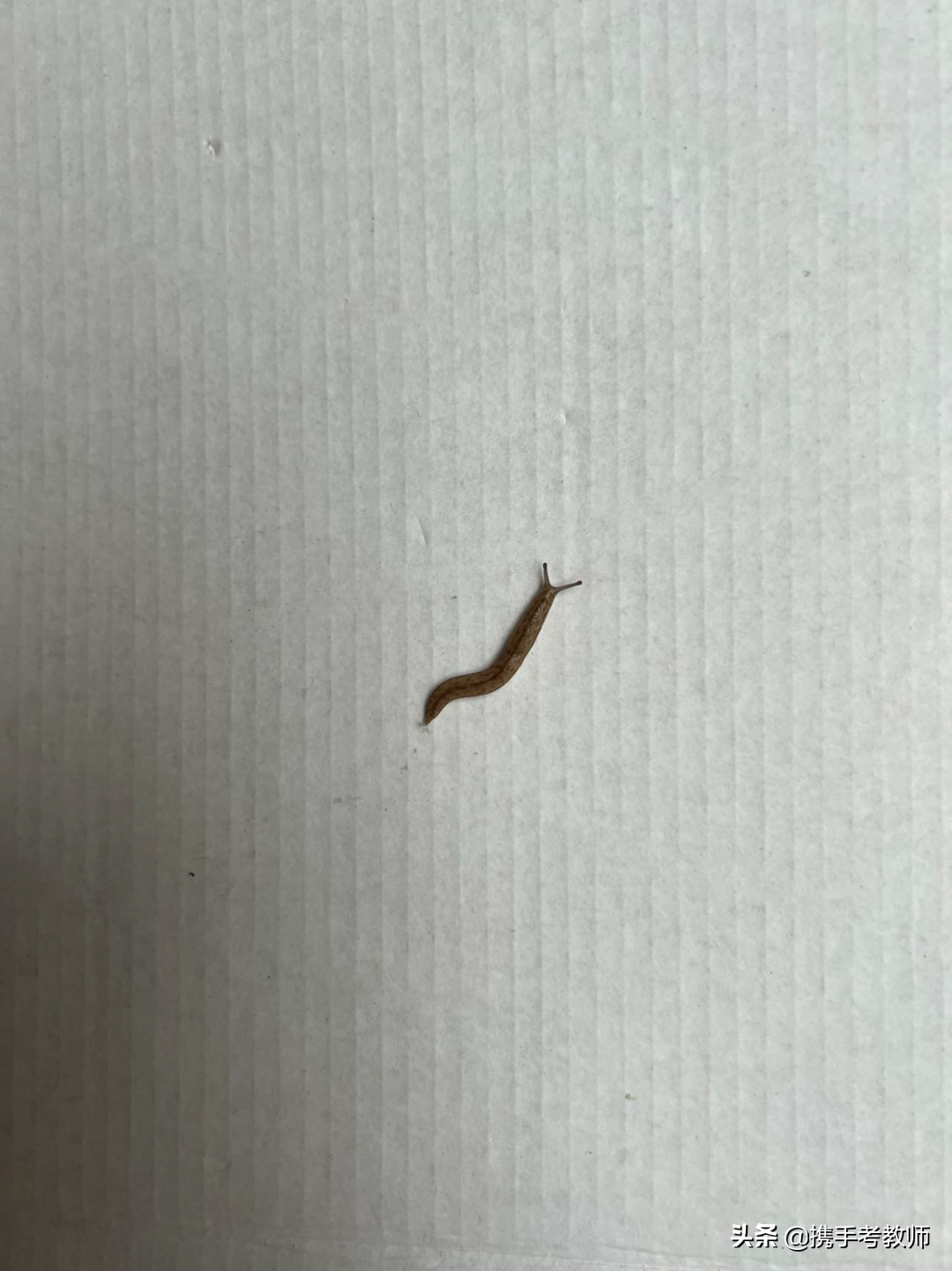 蛞蝓怎么读蛞蝓怎么读