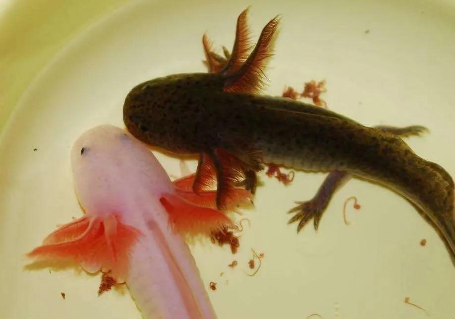 六角恐龙鱼美丽的六角恐龙鱼百科