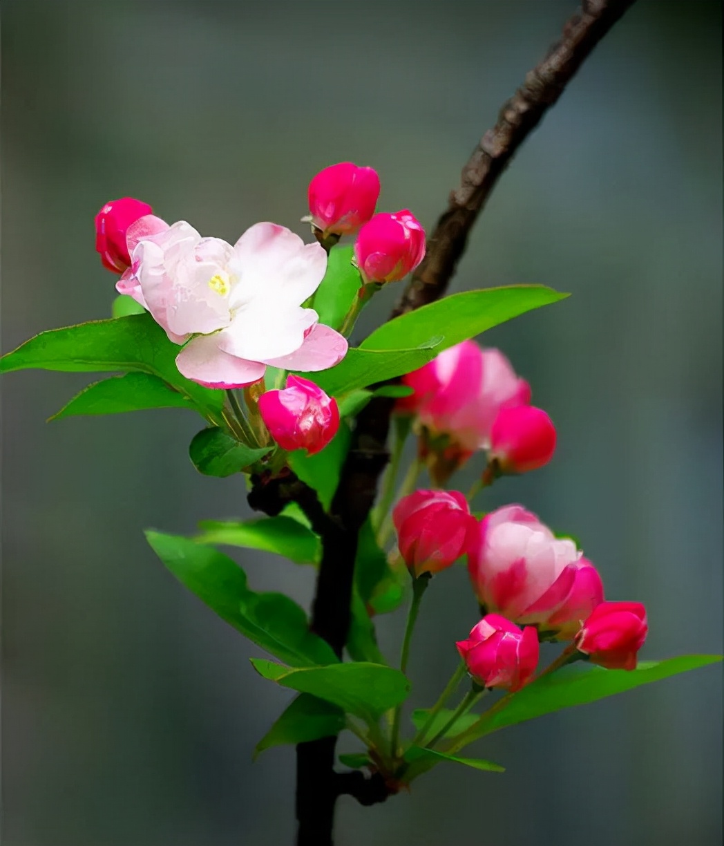 150张绝美花开照片,老一辈轻松认出,年轻人却说从未见过?