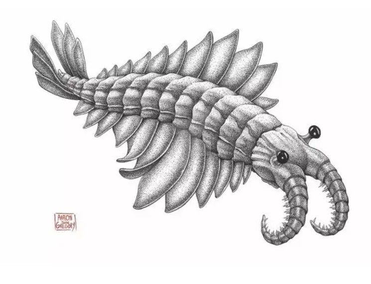 古生物“奇虾”得名由来？