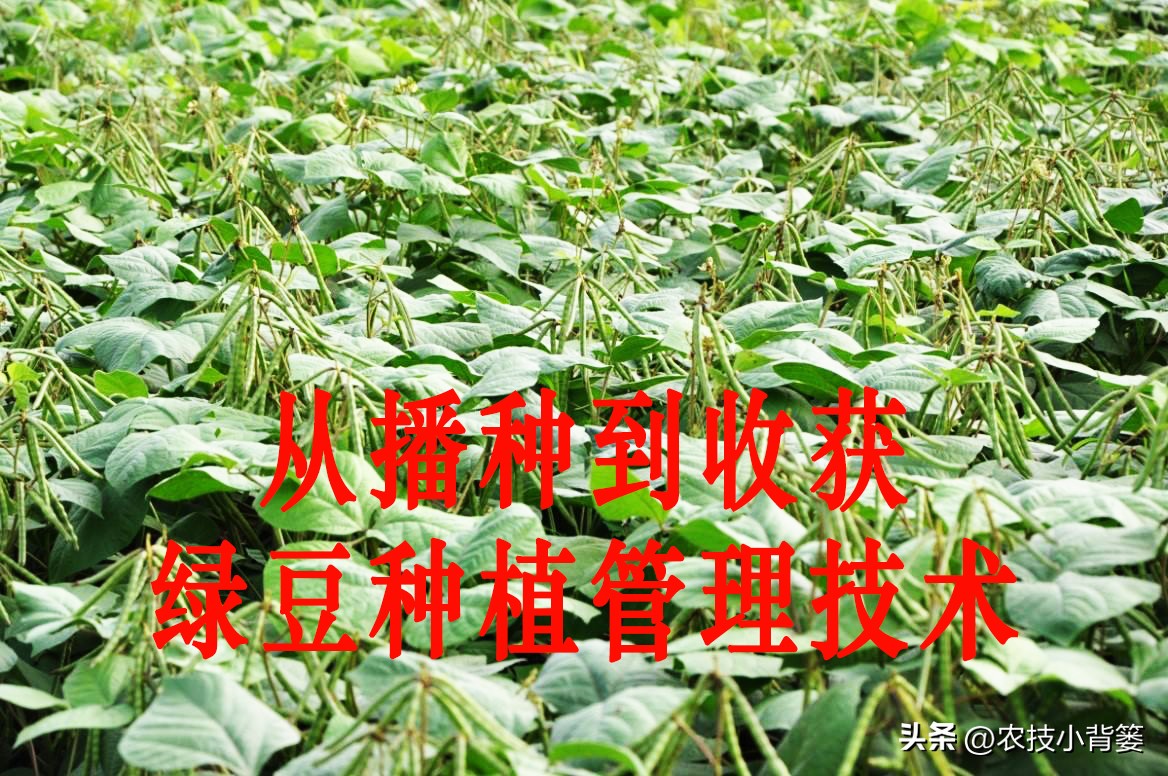 大家总结出了各种(绿豆怎样种植管理才能更高产？从播种到采收注意这11个方面)