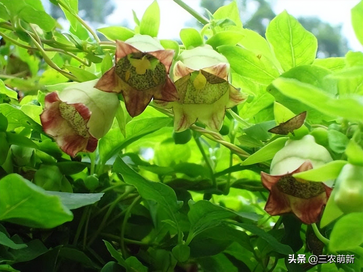 非那根的功效与作用(根部长得像人参) - 行就行