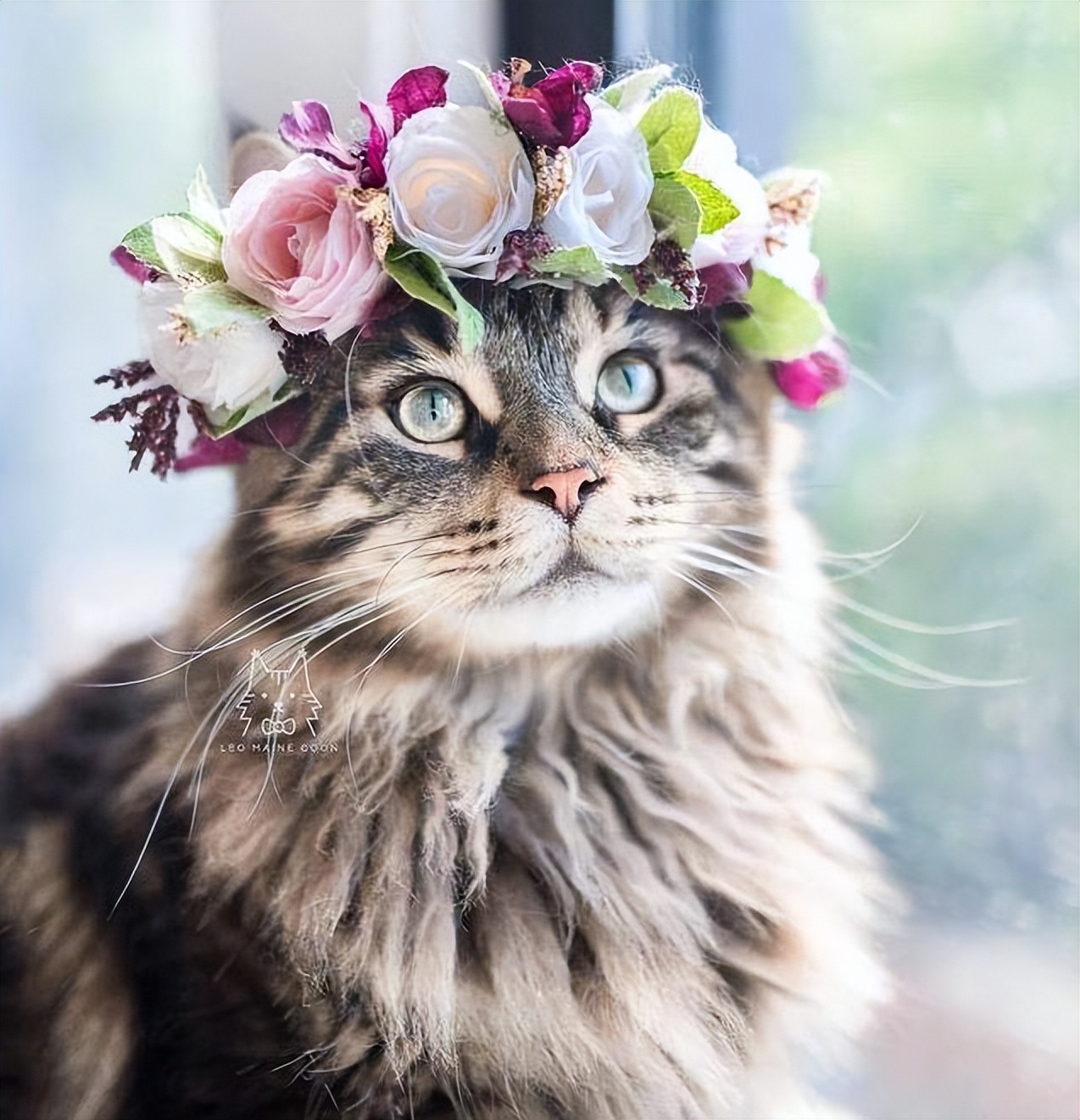这5种猫堪称“人间富贵花”，寿命长还好养，不妨养一只