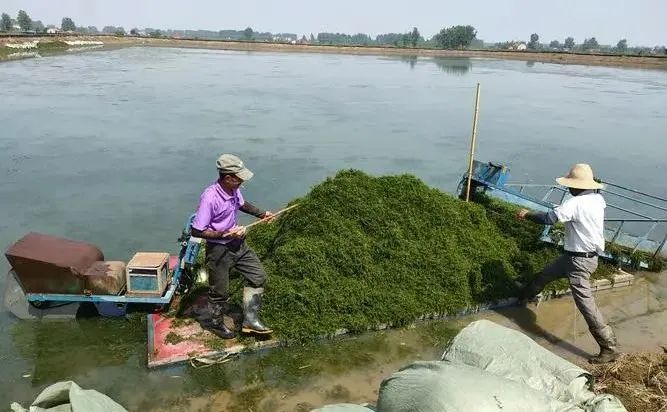 这四种水草，虾蟹养殖最常见！但你真不一定会种植