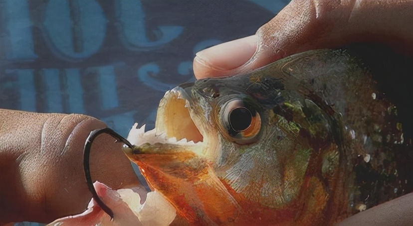 第10种:红腹食人鱼