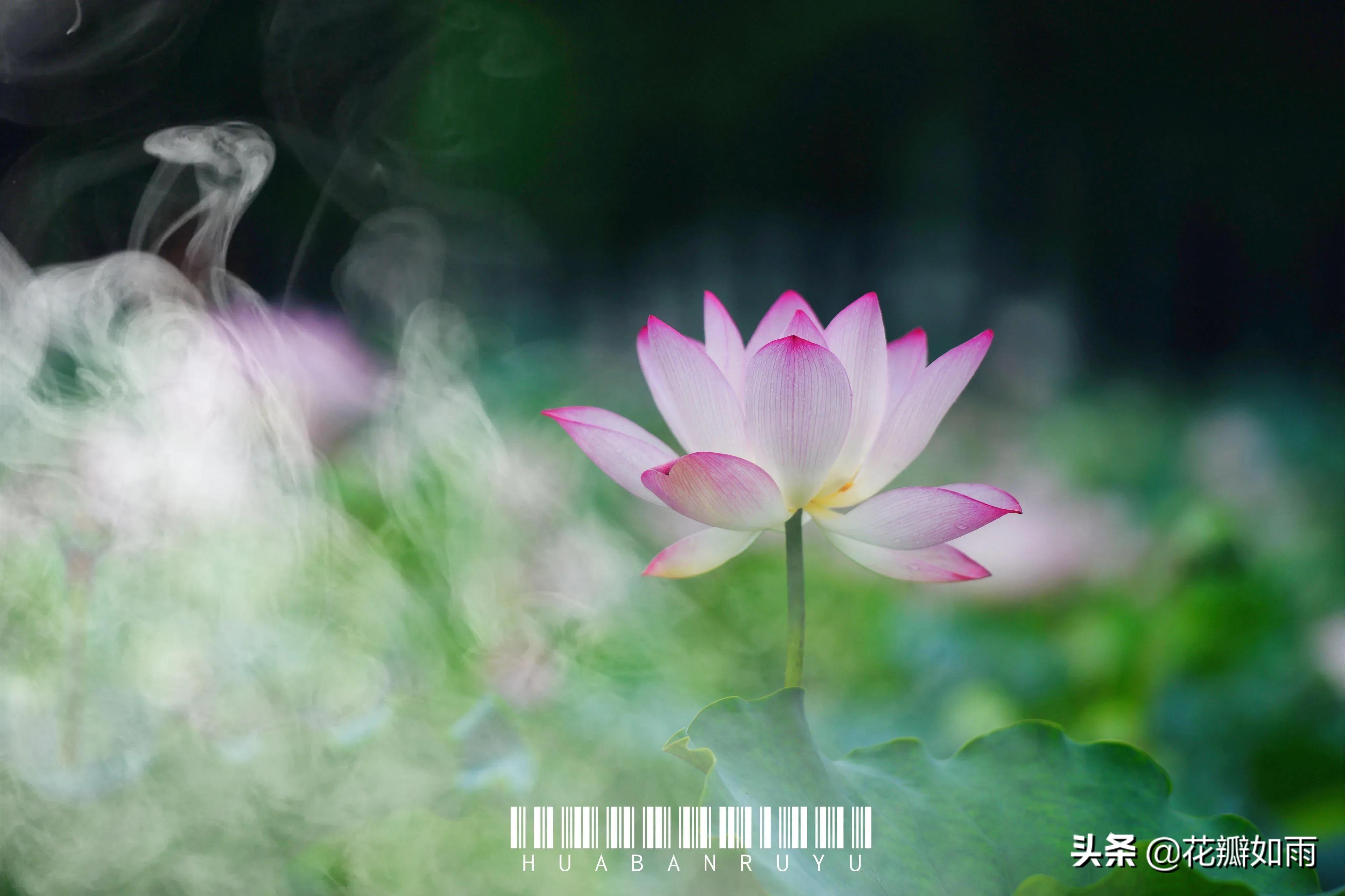 关于莲花唯美散文诗(意境唯美的散文诗) _晶羽科技