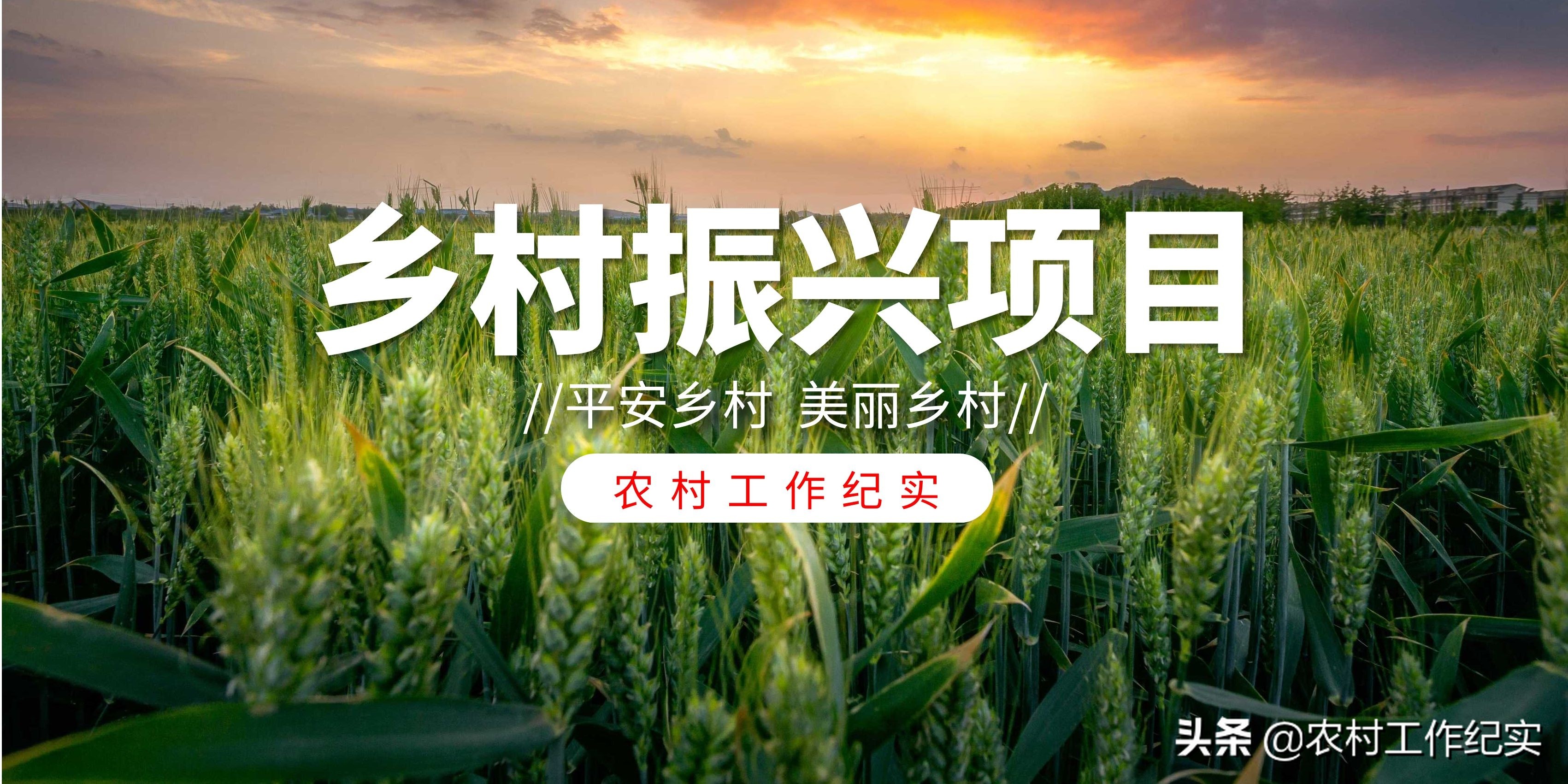 三明今日玉米价格表「今日山东玉米价格最新消息」