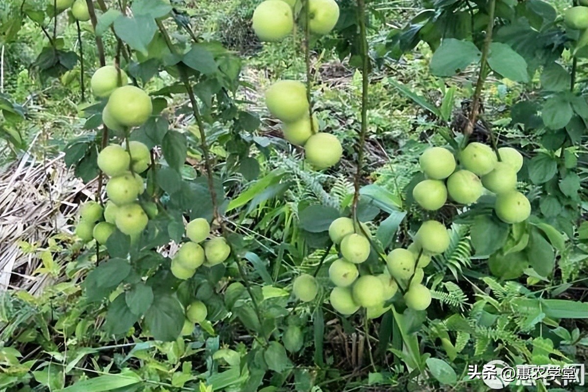 栽葱的时间和方法（葱的移栽方法有哪些）-第1张图片-易算准