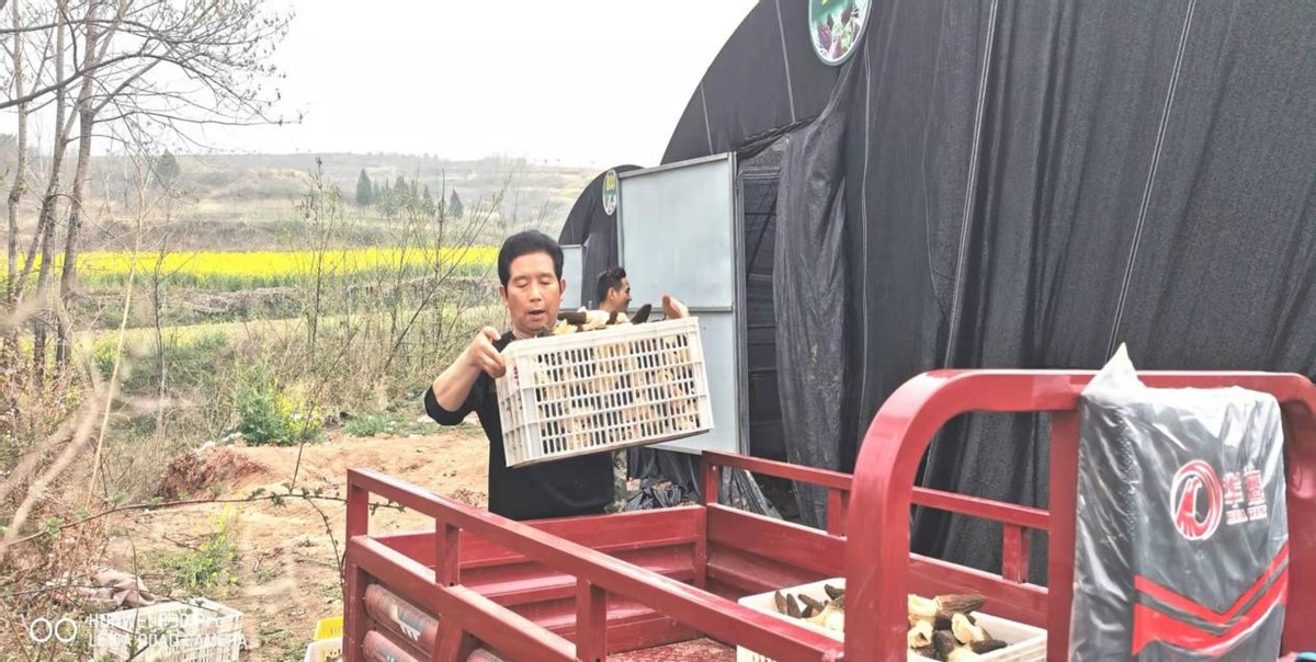 河南省仓房镇周庄村：羊肚菌带来新收益 脱贫户奔向振兴路
