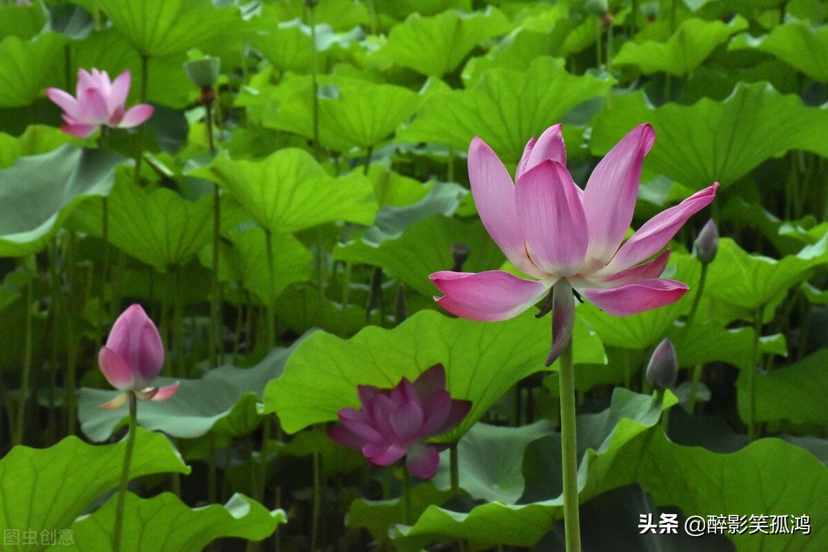 三年级语文下册第1单元知识延伸，拓展孩子视野，值得收藏
