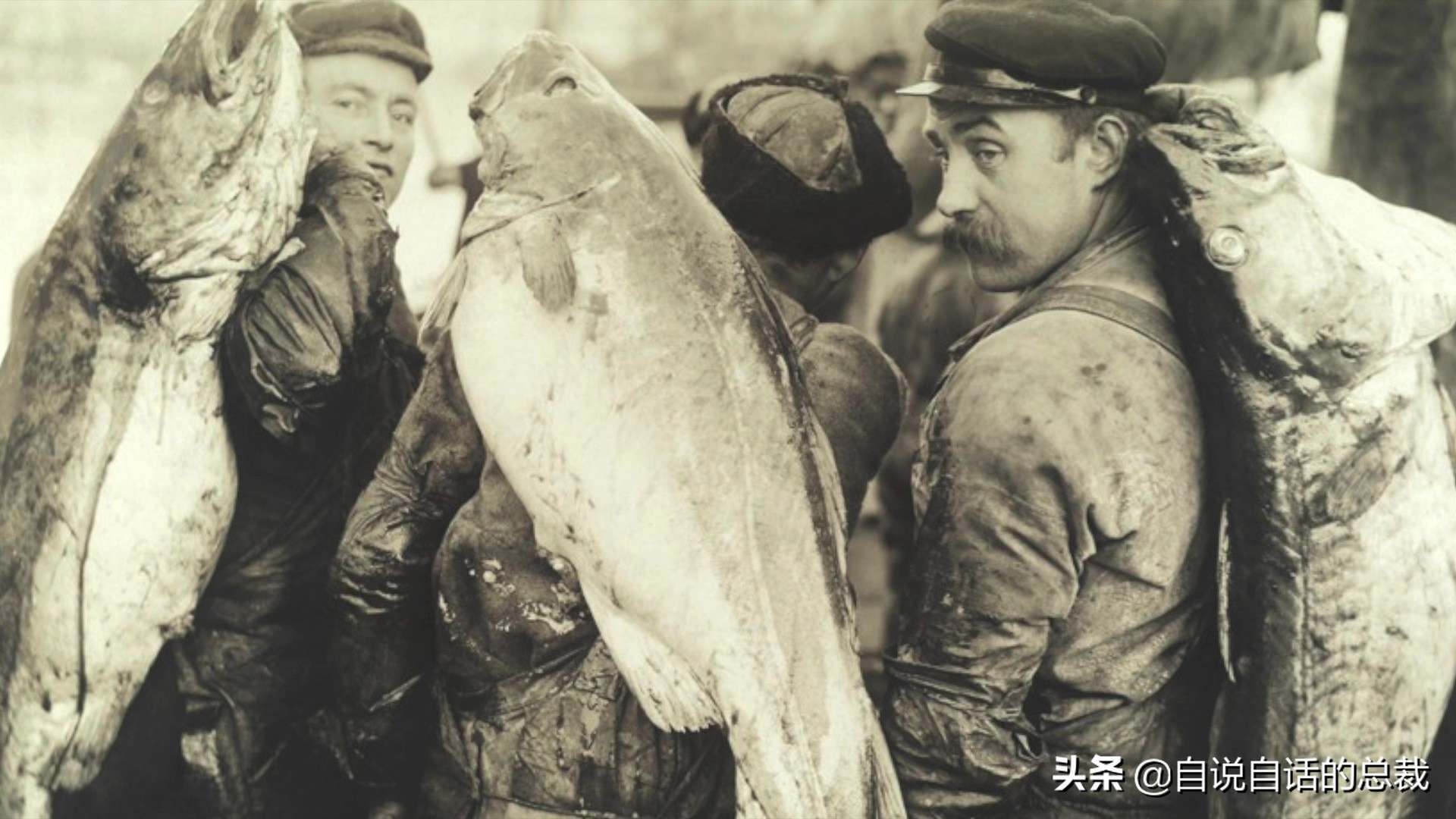 为什么买到的鳕鱼都是假的？这背后，原来是它曾经改变世界的故事