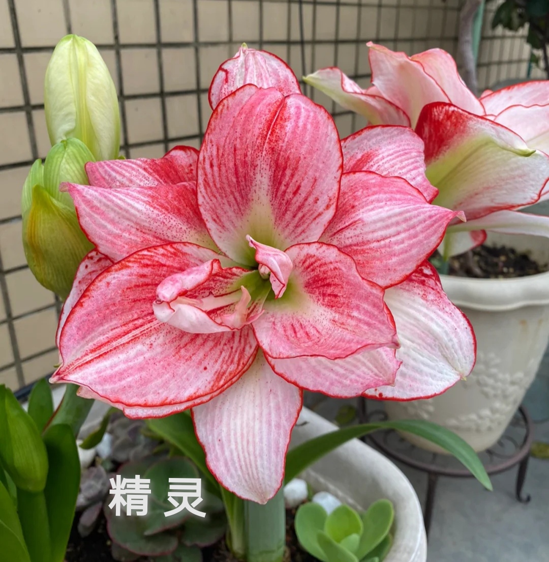 26码睡衣穿多大(最受欢迎的20种朱顶红,个个花大色艳,开花不断)