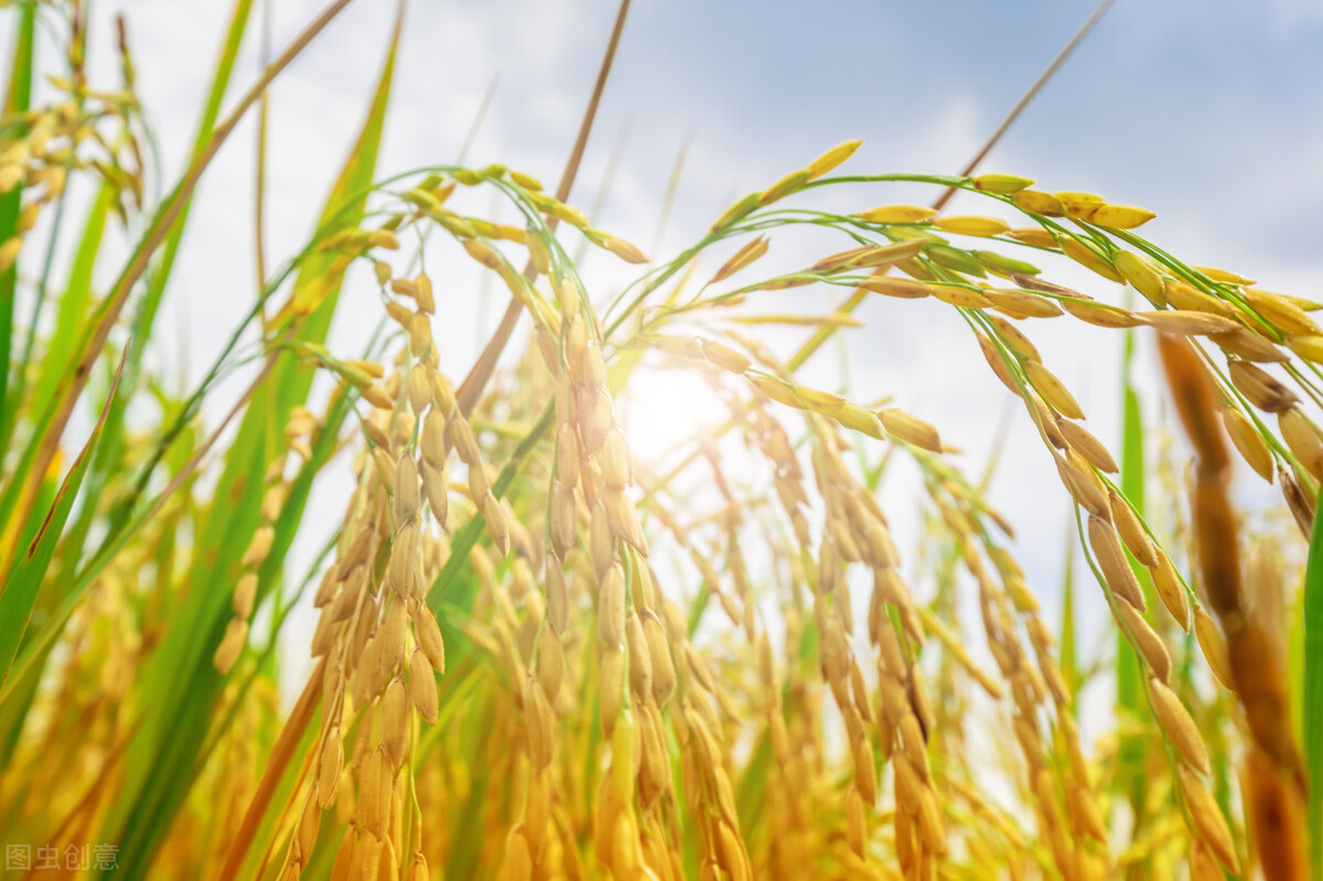 今日成都粮食稻谷价格「今日粮食稻谷价格」