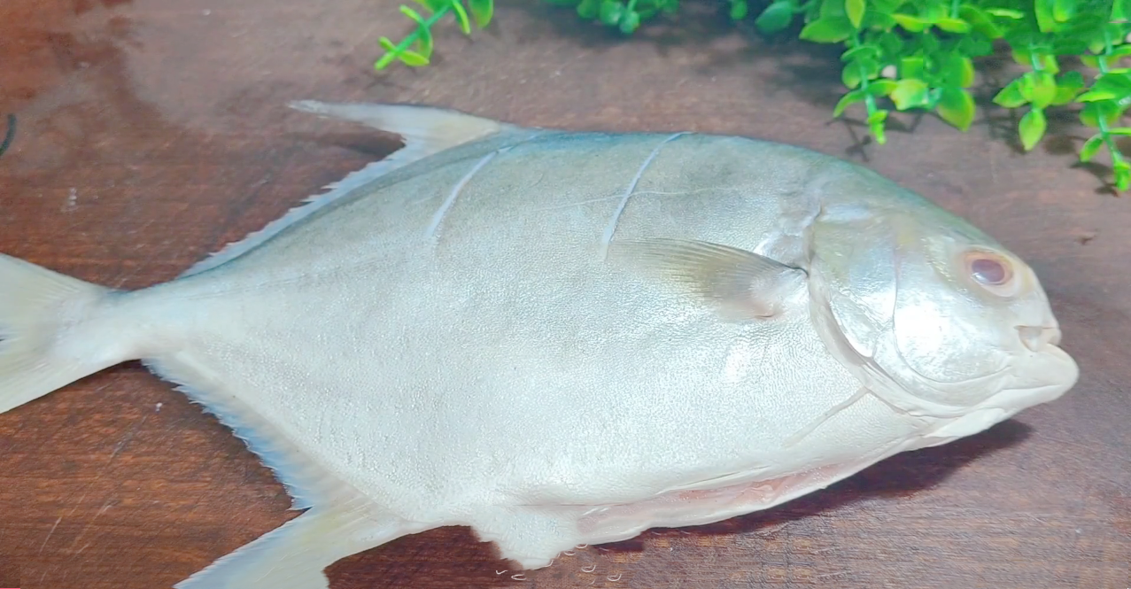 野生海鲜有哪些（分享5种营养价值超高的野生海鱼）