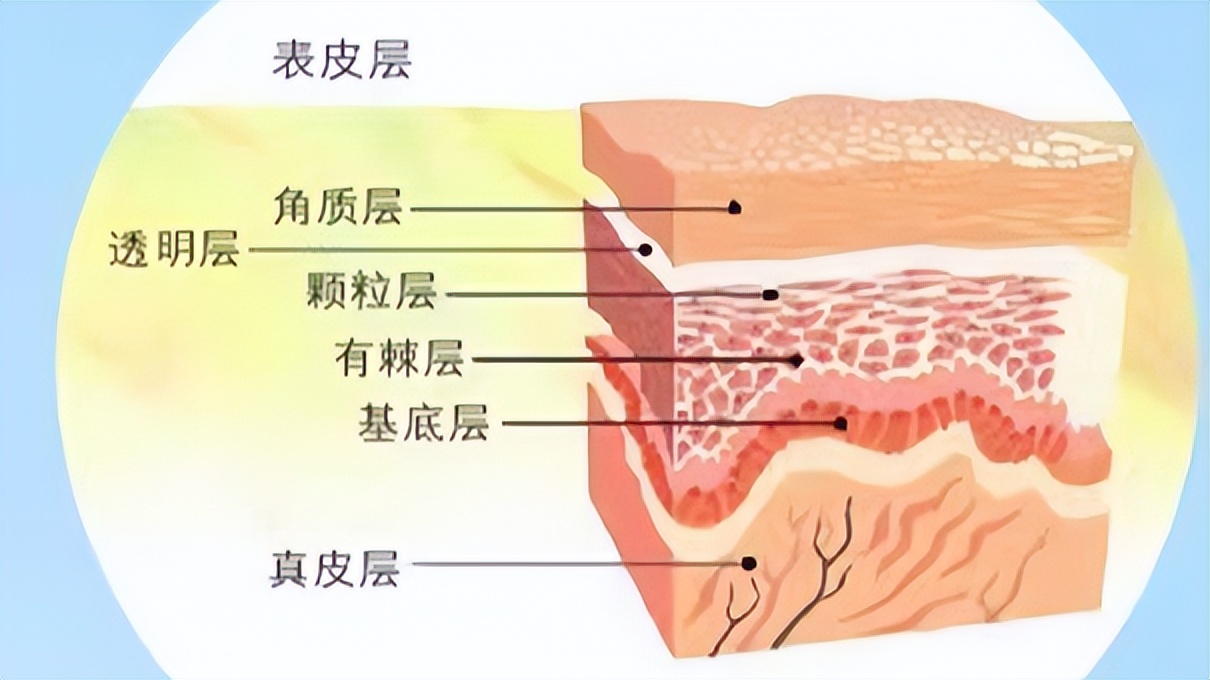 新买的鞋后跟不跟脚怎么办(脚后跟经常“干裂”？可能与这3个因素有关，若你有，请多加注意)