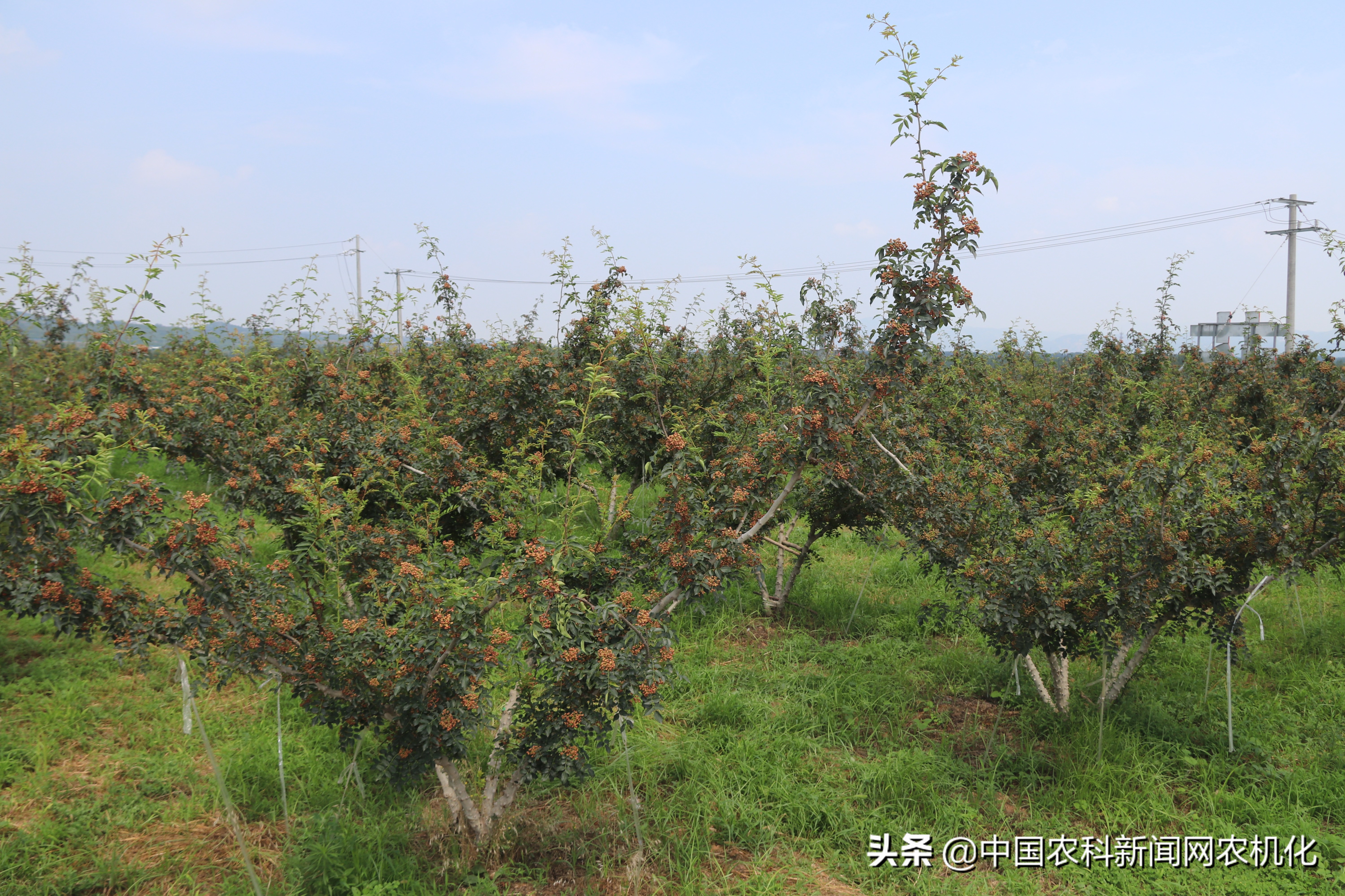 花椒树管理连续剧五｜修剪管理的两个方法：促进与抑制
